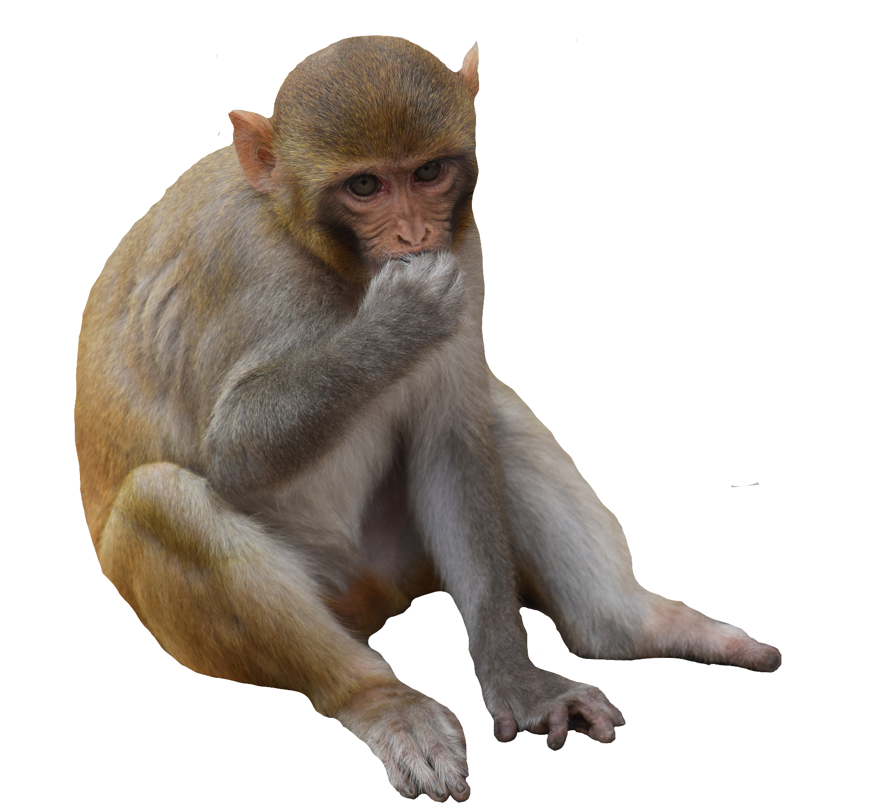 monkey-56