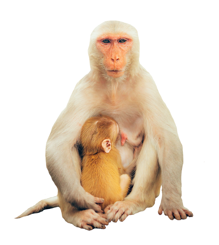 Transparent Monkey Png