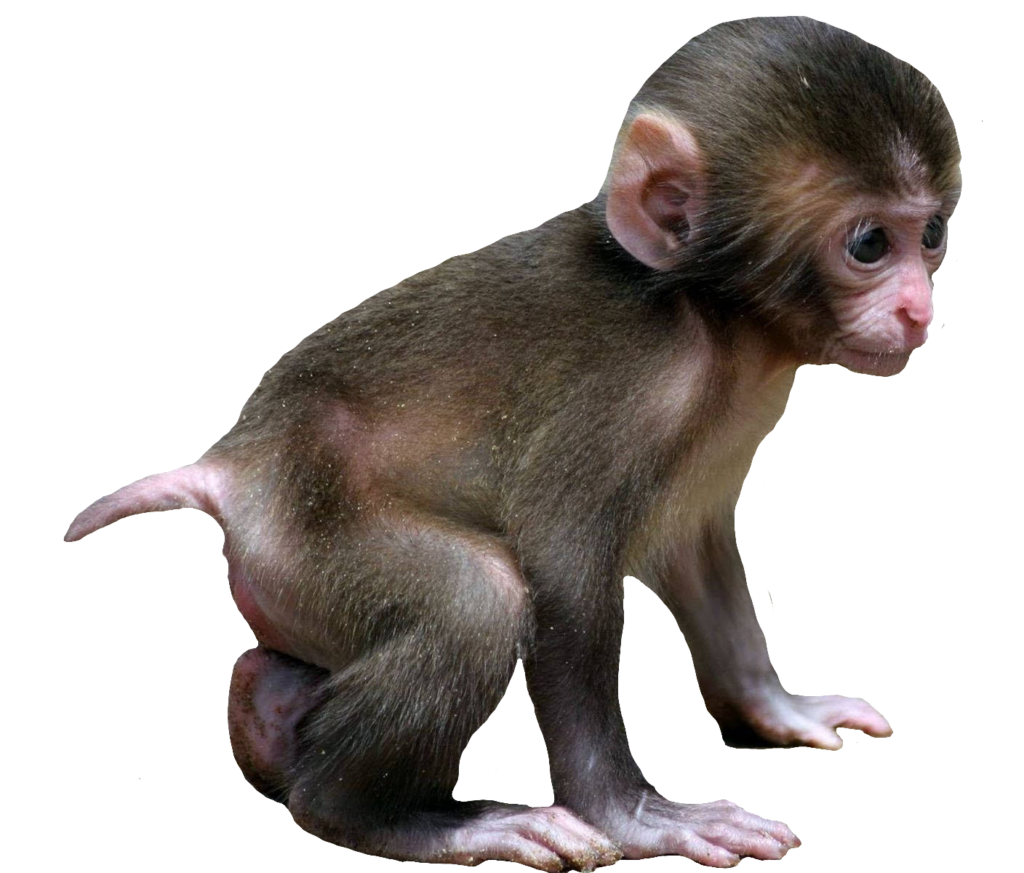 Baby Monkey Png