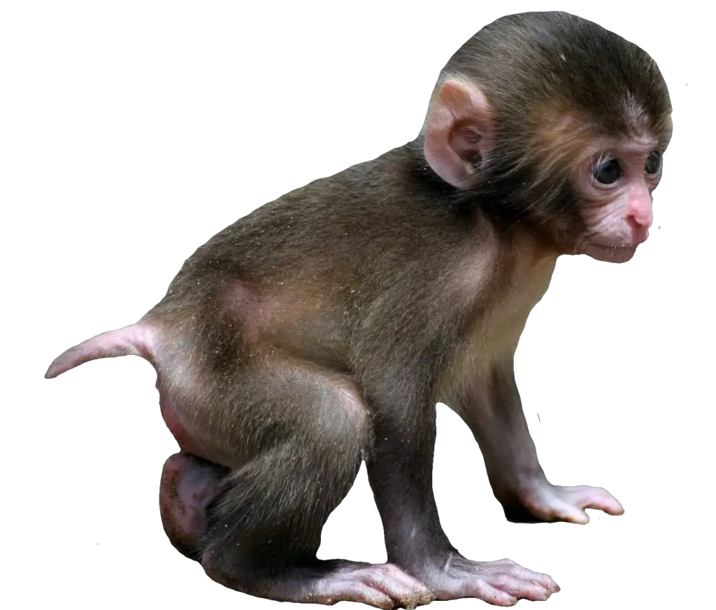 monkey png images