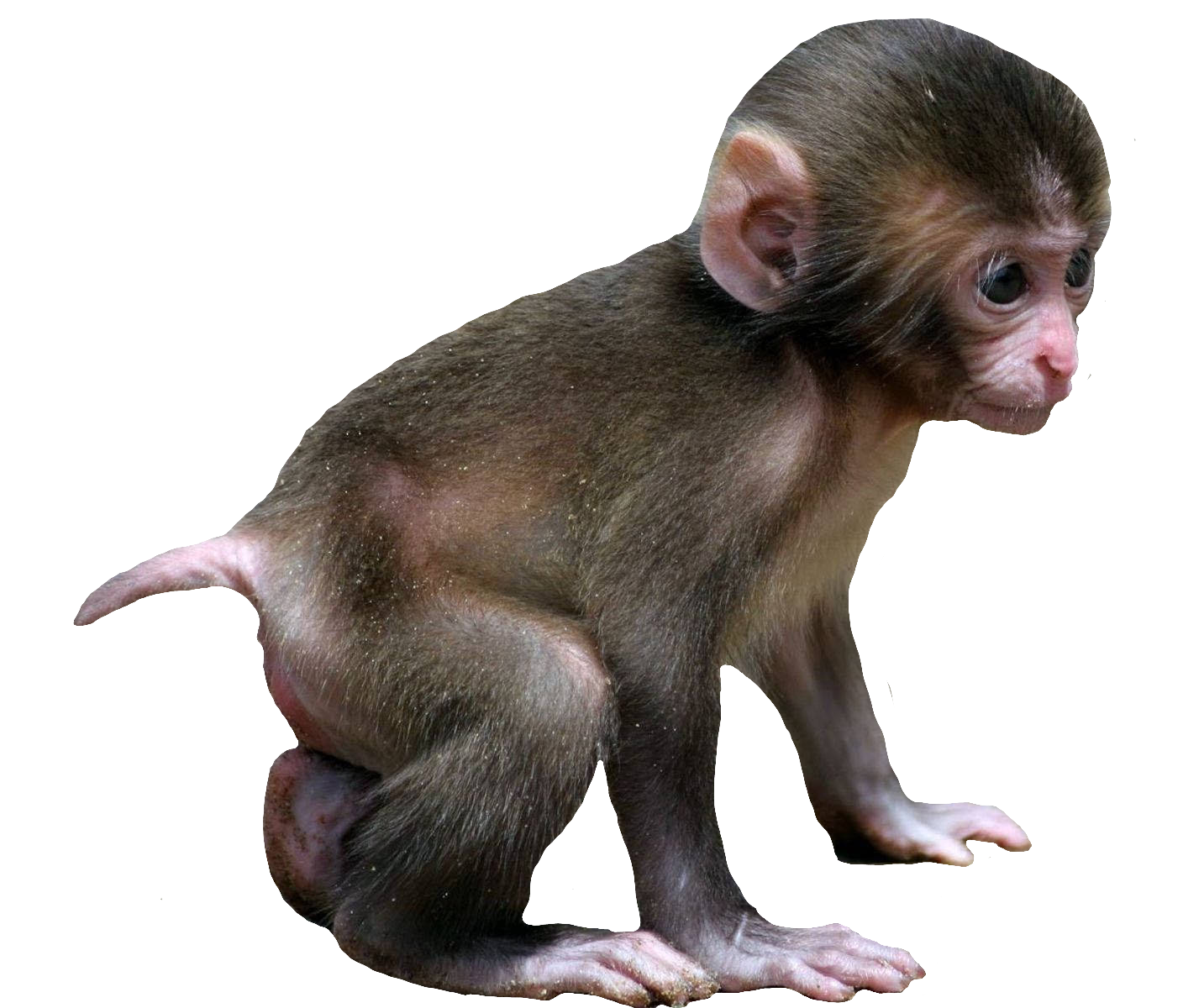monkey-58-1