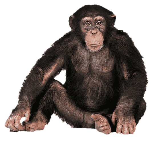 Chimpanzee Monkey Png Image
