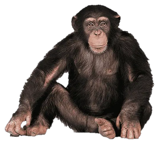 monkey-png-image-from-pngfre-12