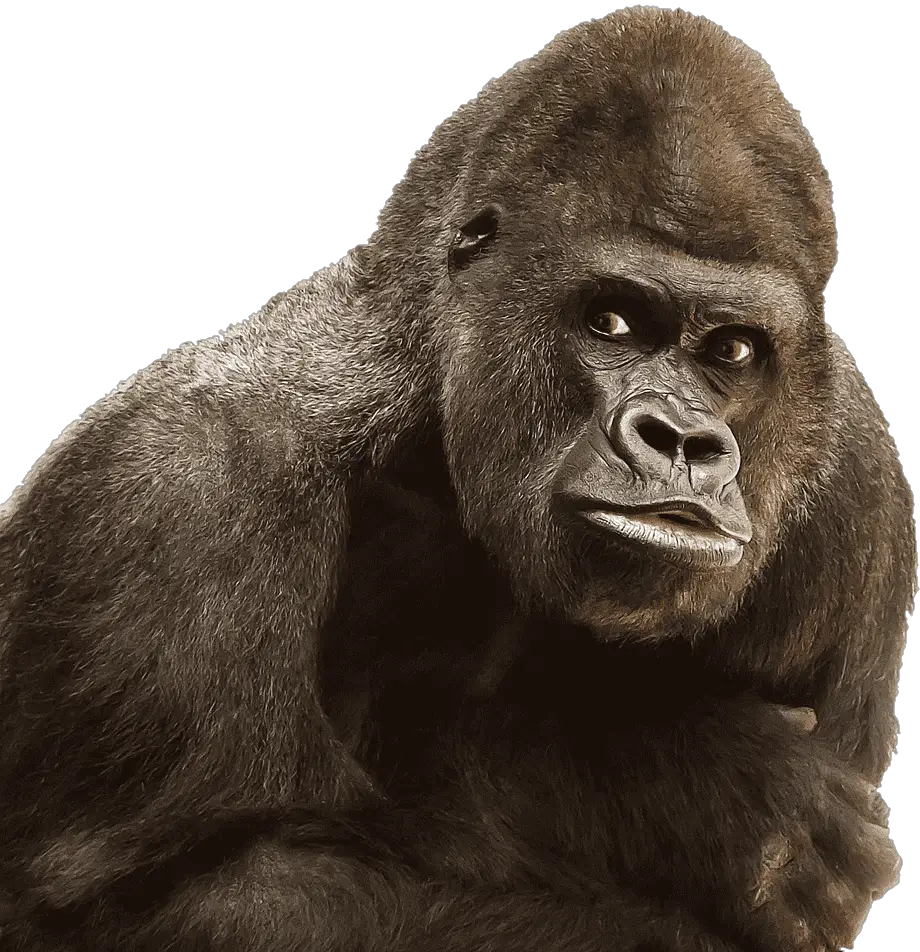 Gorilla Monkey Png