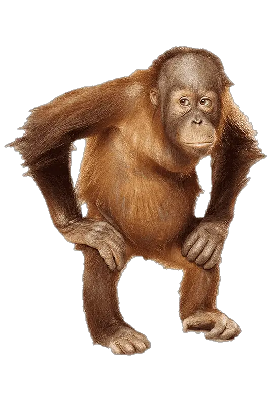 monkey-png-image-from-pngfre-36