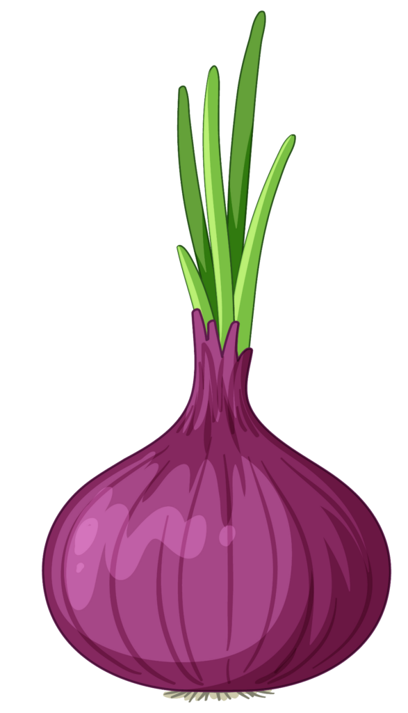Onion clipart png