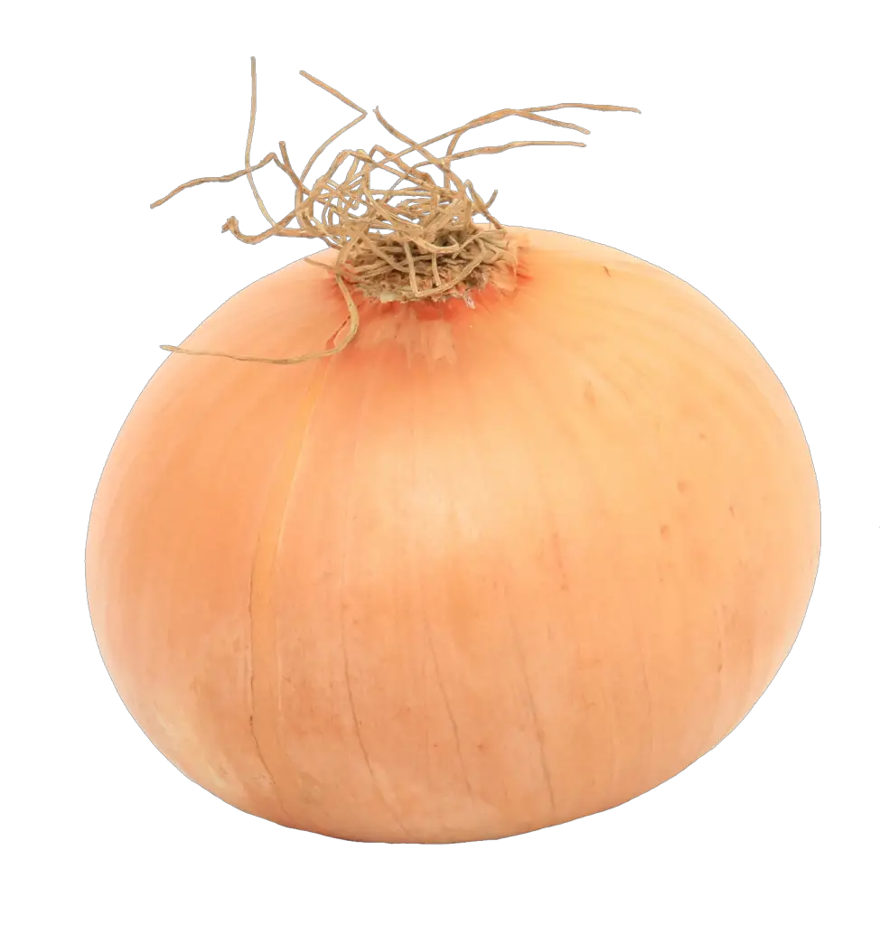 Yellow Onion png