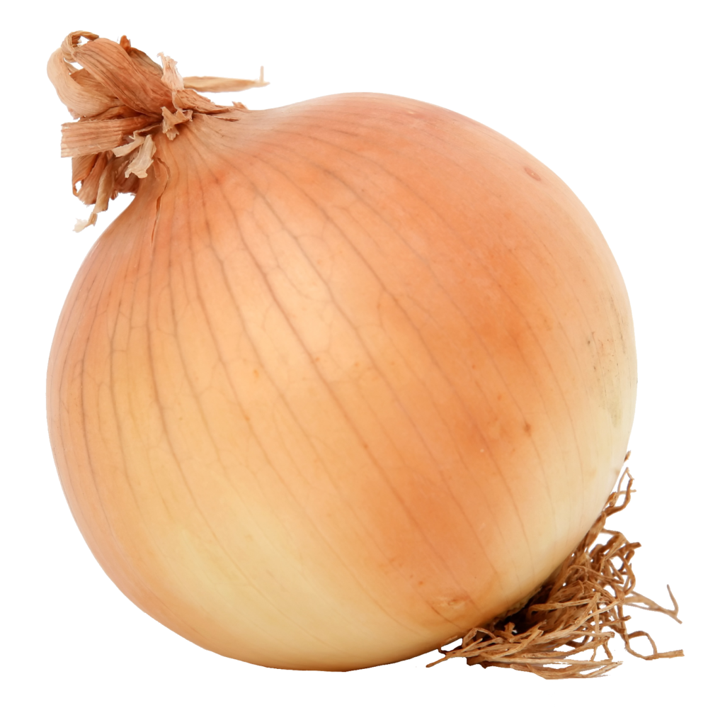 Onions Shallots Garlic And White Onion Single, Color, Eating, White Onion  PNG Transparent Image and Clipart for Free Download