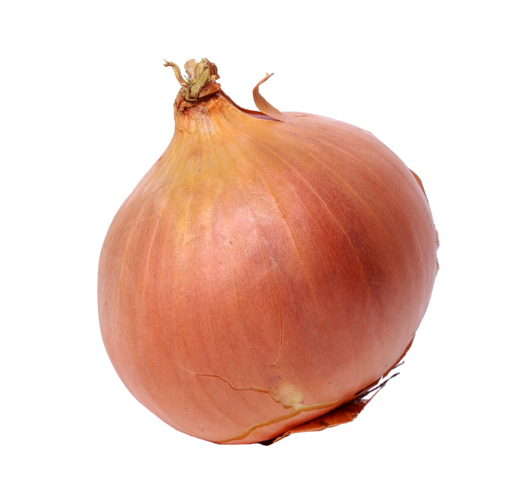 Single Onion png