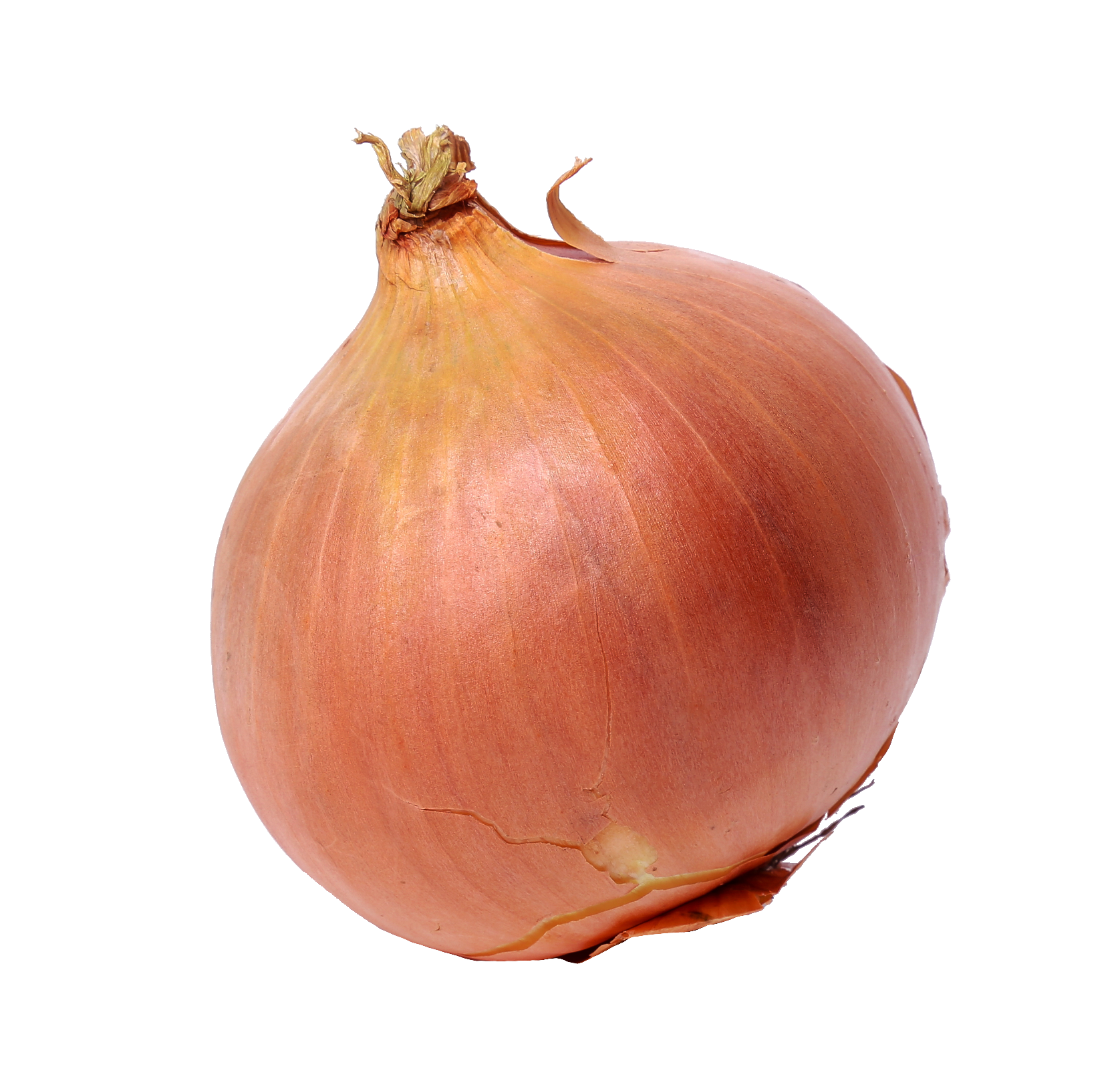 onion-41