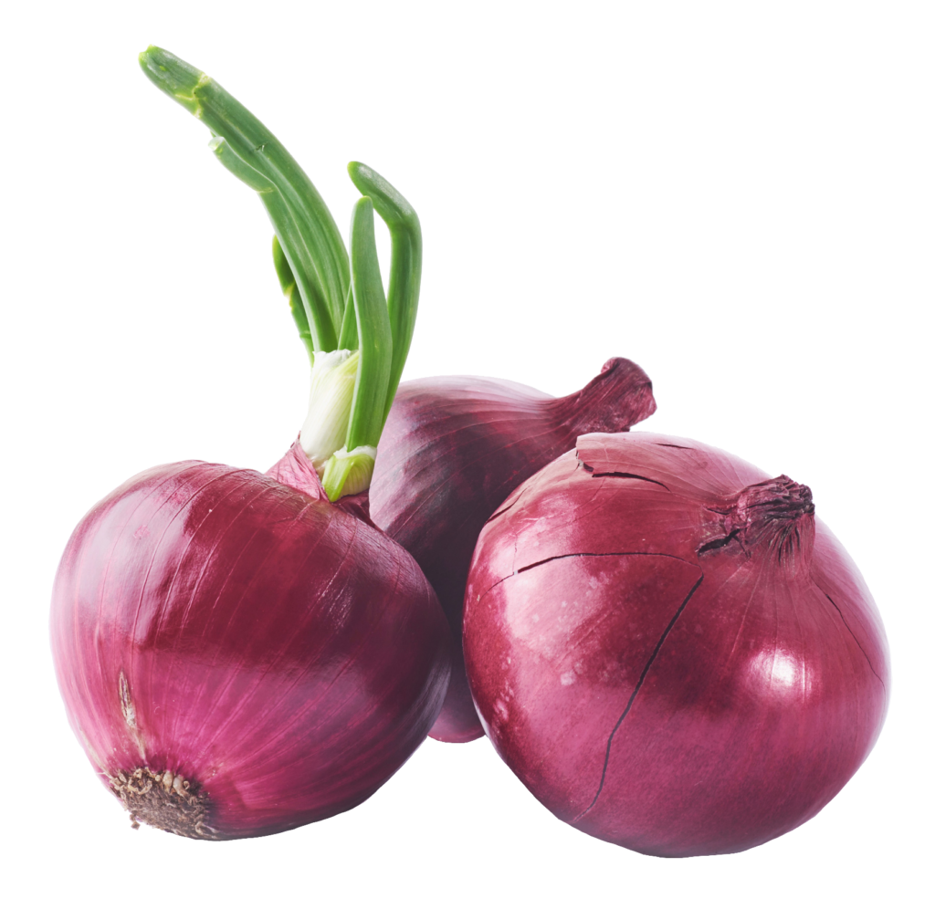 Onion vegetable png
