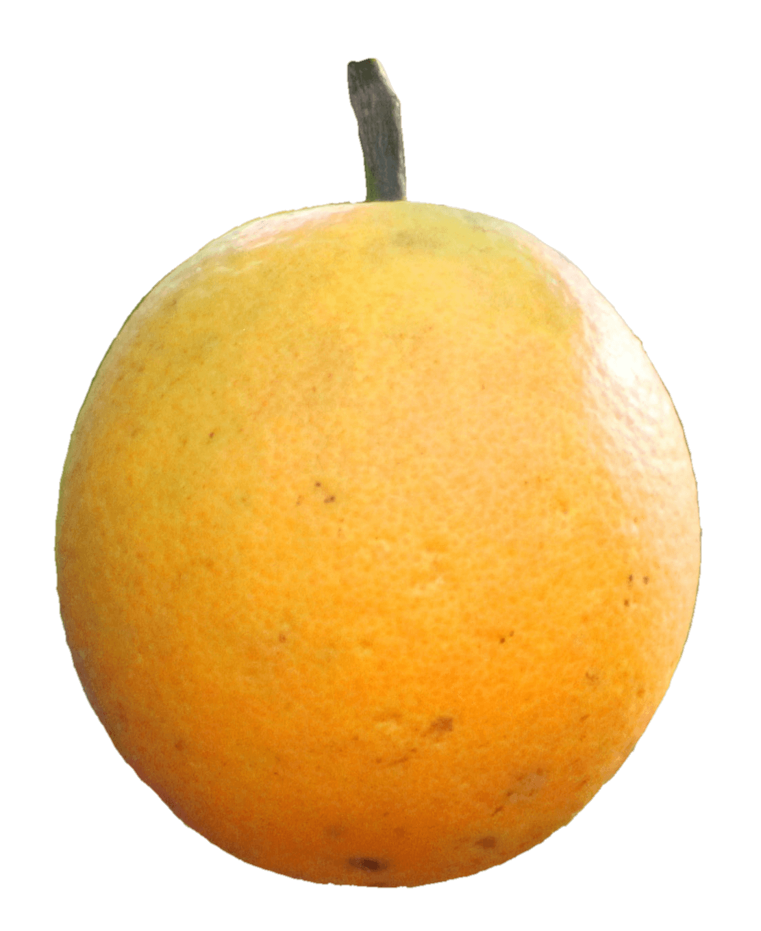 orange-10