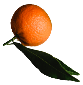 Full Orange Fruit PNG