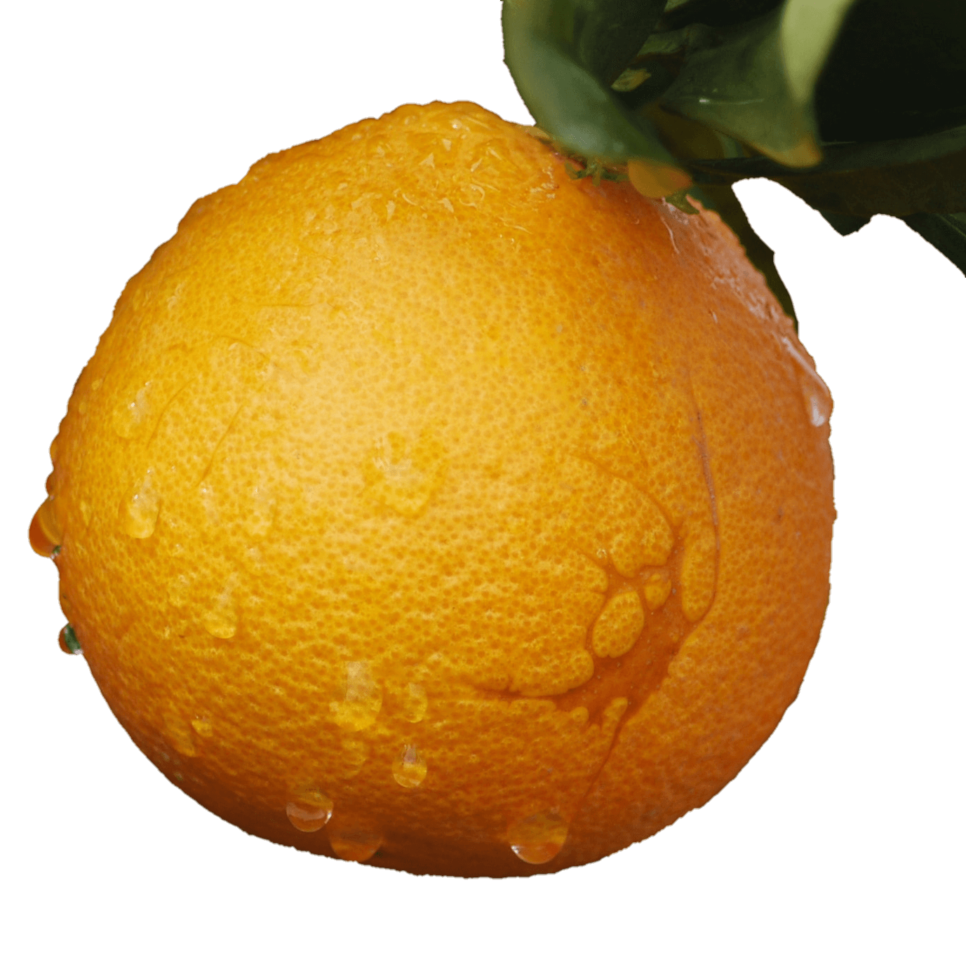orange-20