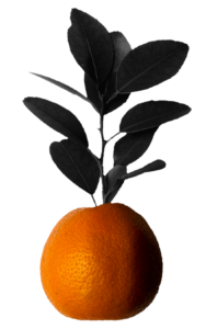 Orange Fruit PNG with leaves