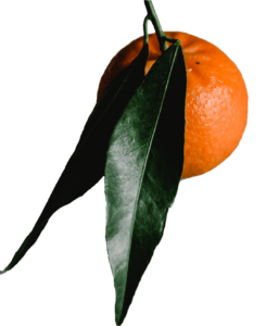 Real Orange Fruit PNG