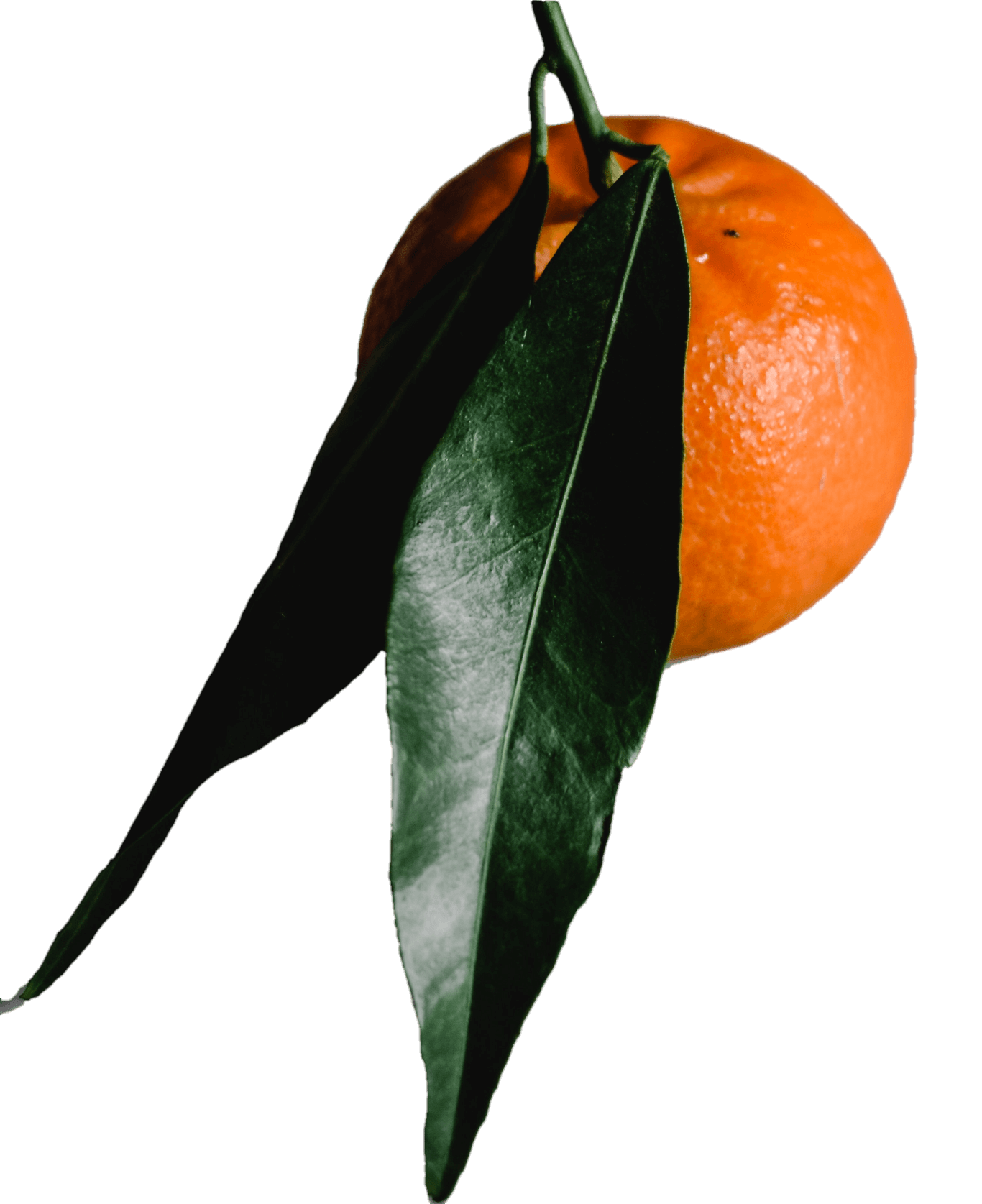 orange-32