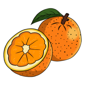 Cartoon Orange Png