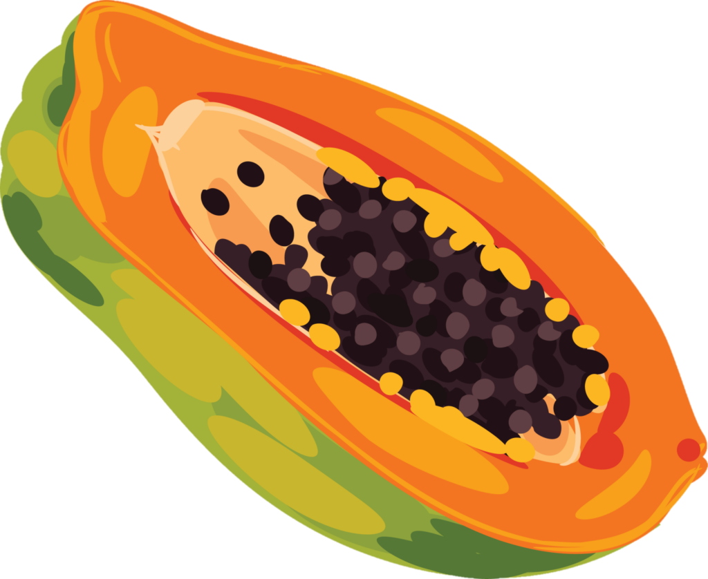 Papaya Png Vector Image