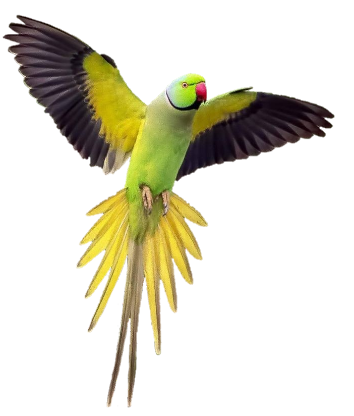 Real Parrot Png Transparent Background 