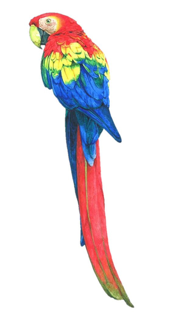 Macaw Parrot Png