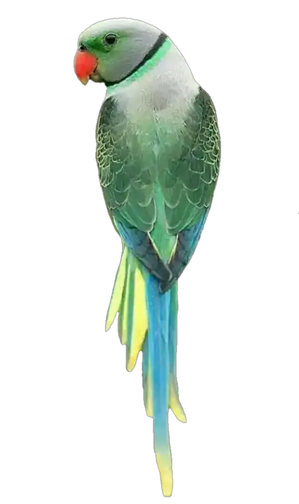 Real Parrot Png