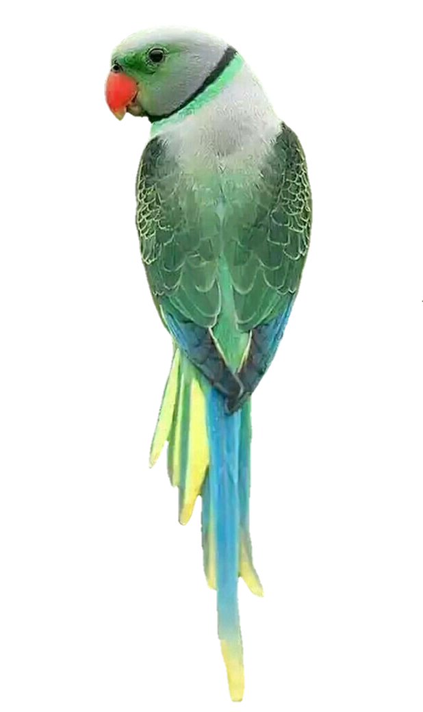parrot-png-image-pngfre-23