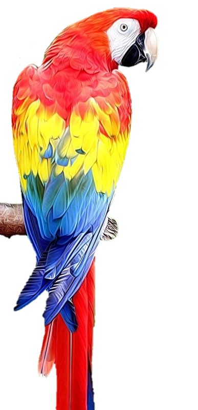 Parrot Png Art