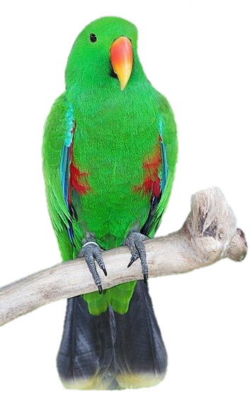 Indian Parrot Png 