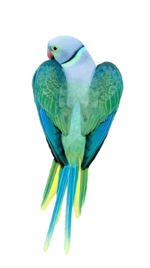 Real Parrot Png Transparent Background 