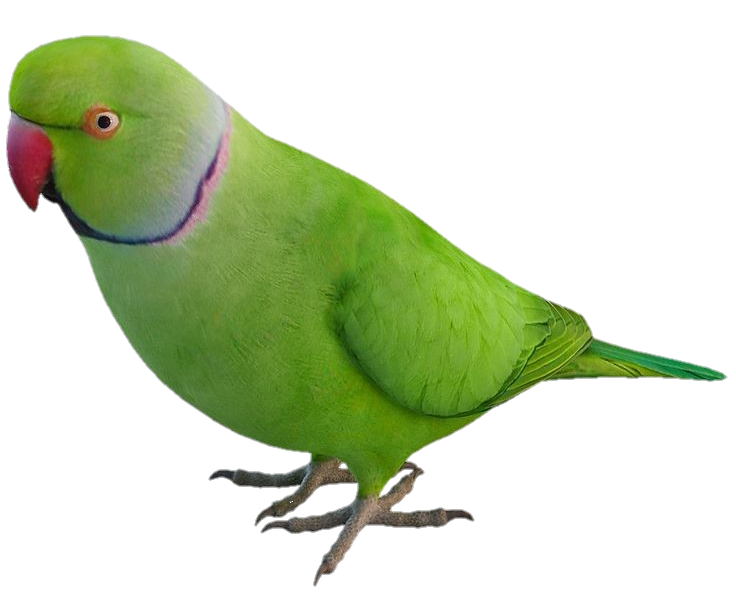 Real Parrot Png