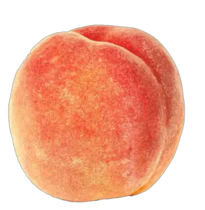 Single Peach fruit Png with Transparent Background