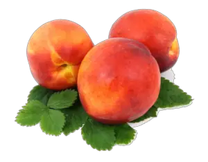 Transparent Peach Png