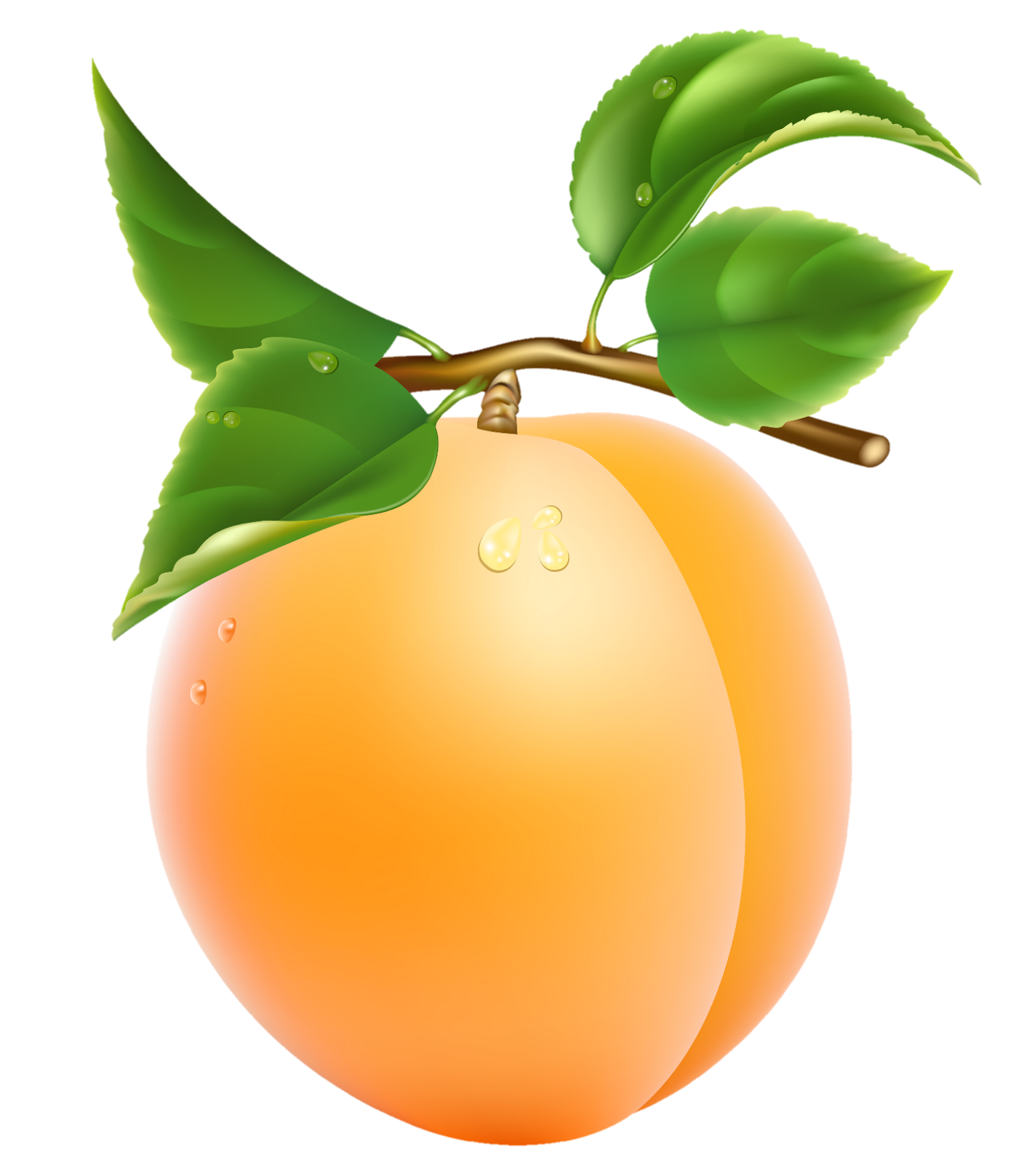 peach-png-image-from-pngfre-34