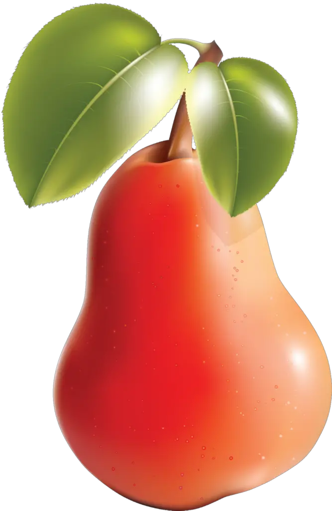 Illustration Pear Png