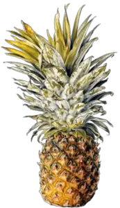 Transparent Pineapple PNG