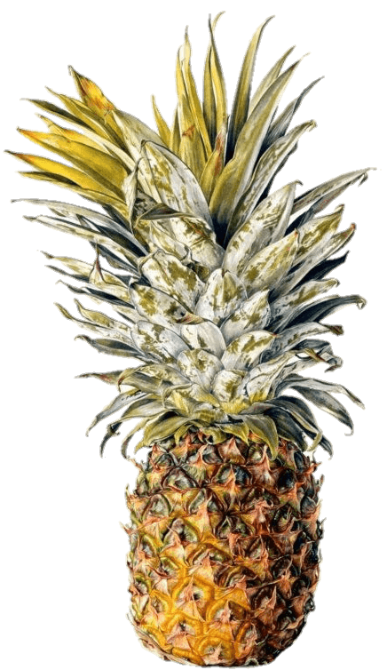 Transparent Pineapple PNG