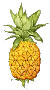 Transparent Pineapple PNG