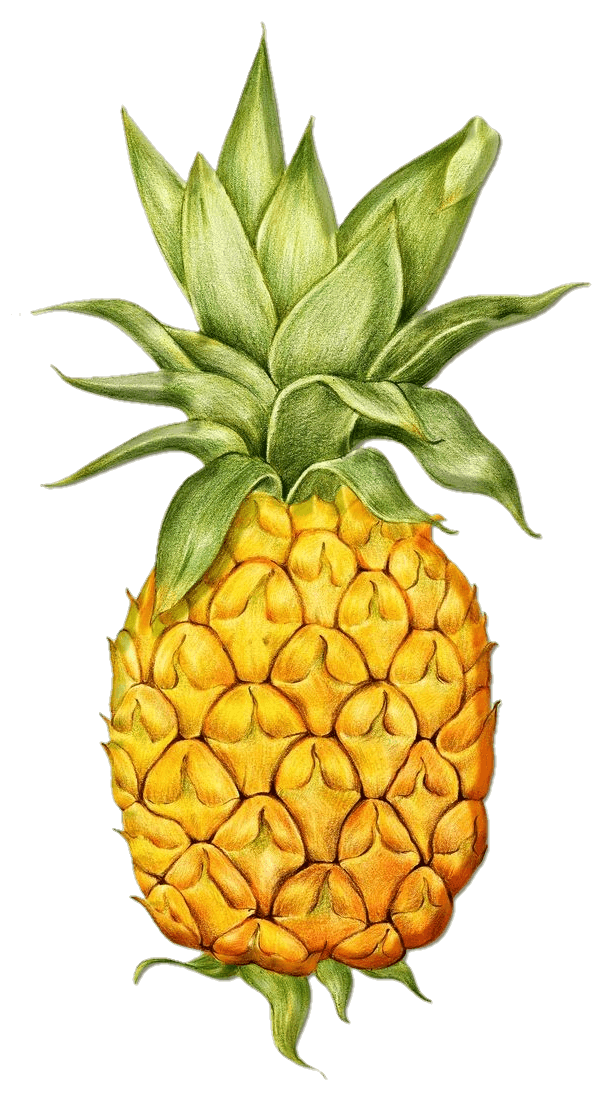 pineapple-25