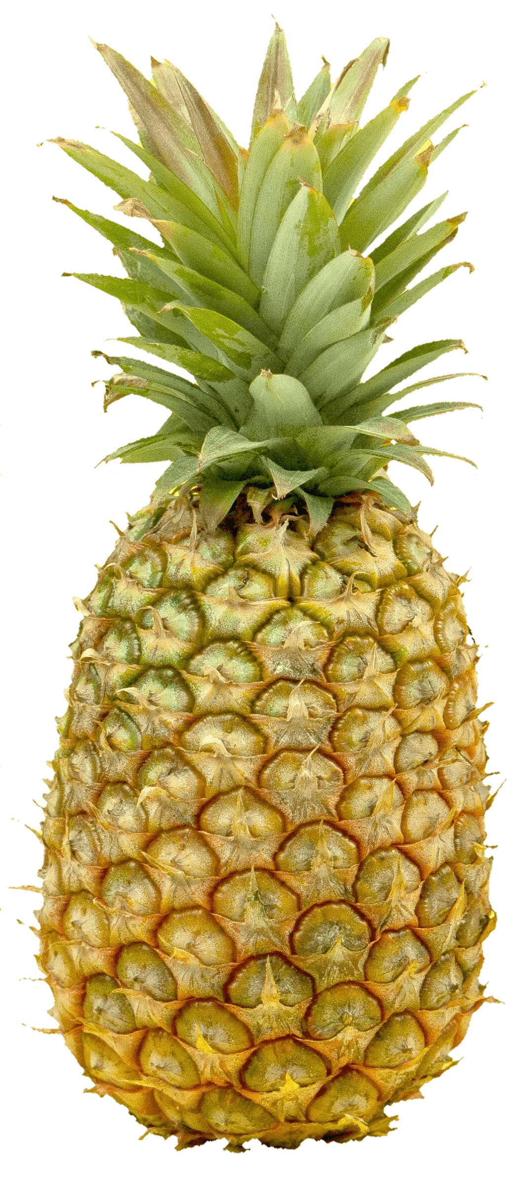 pineapple-29