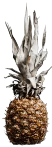 Real Pineapple PNG