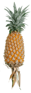 Real Pineapple PNG