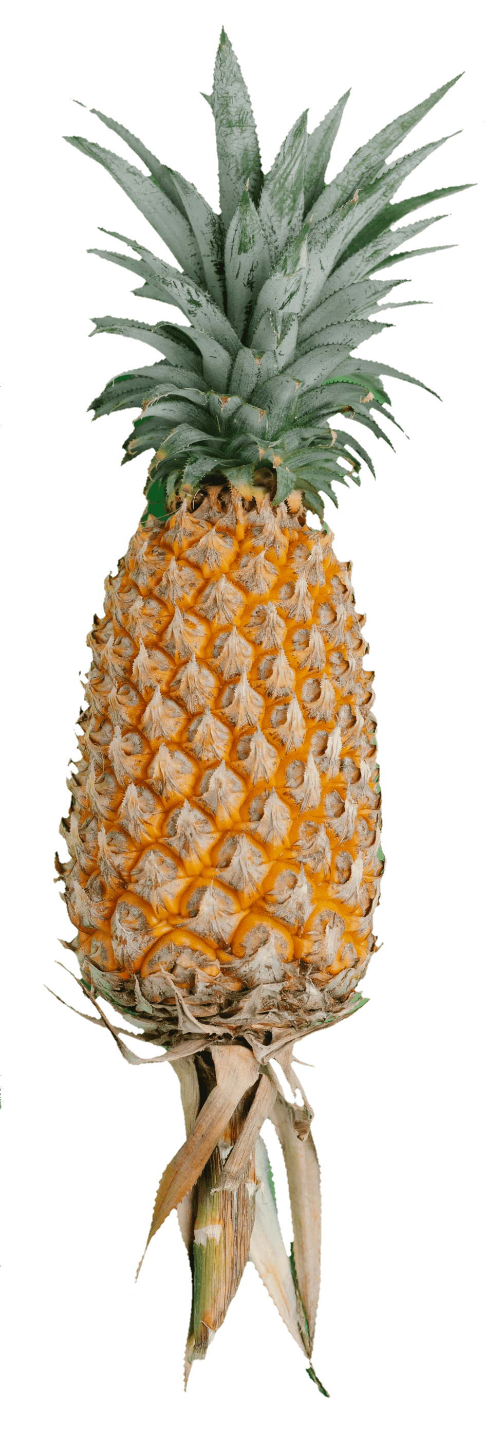 pineapple-31