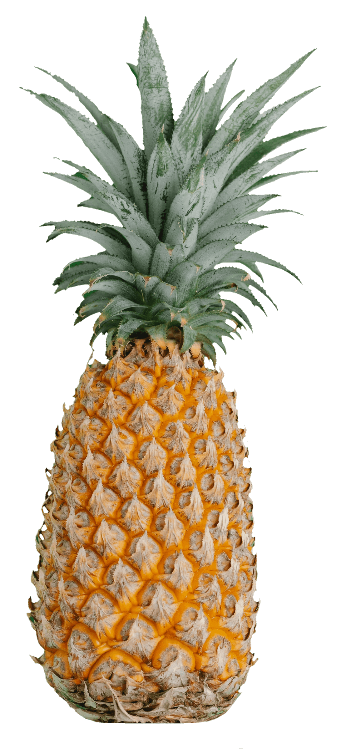 pineapple-32