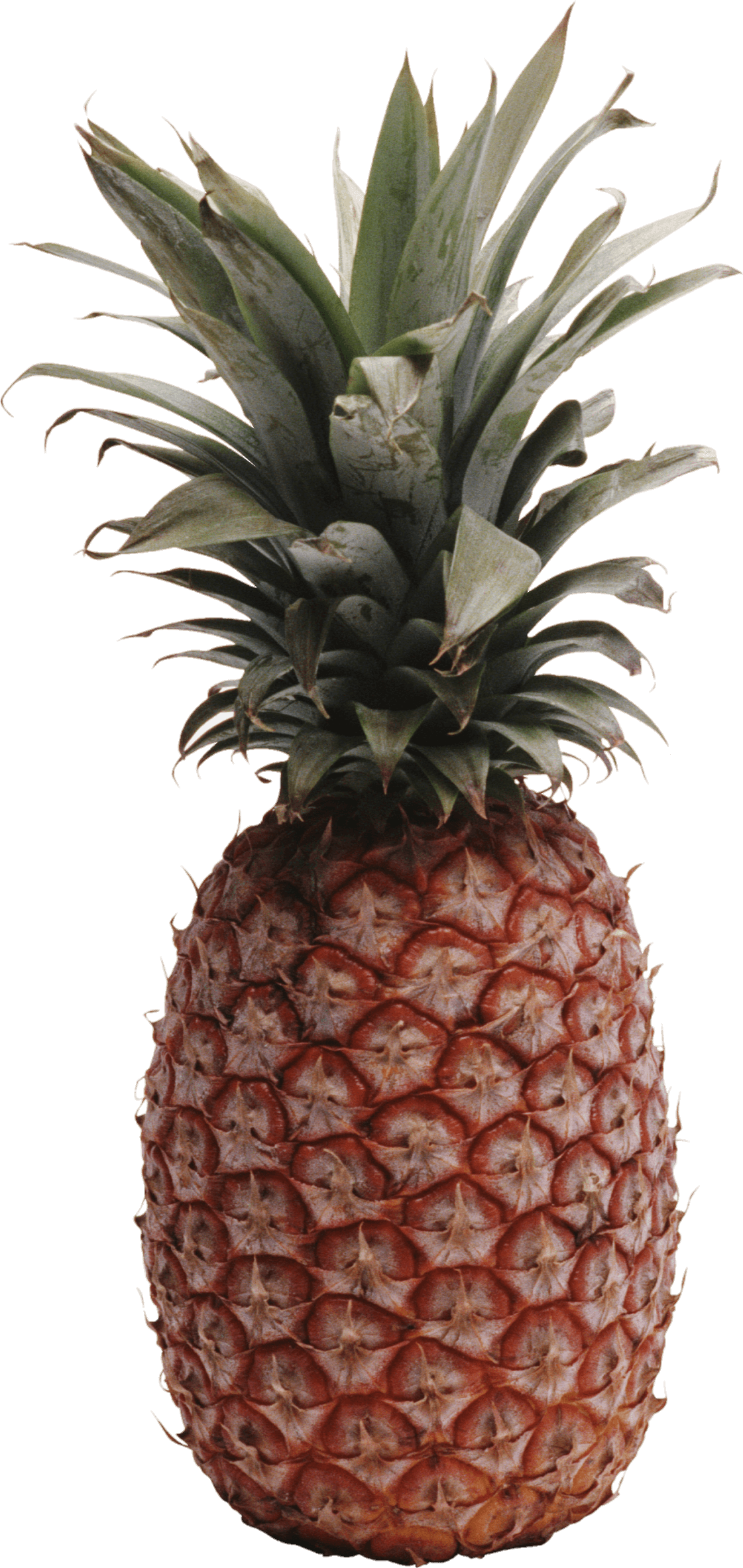 pineapple-34