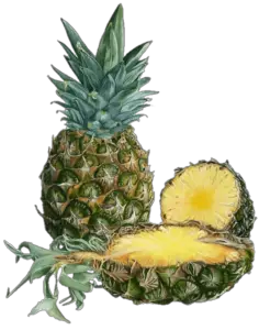 Pineapple PNG Image