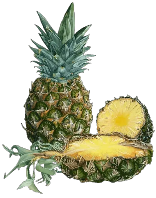 pineapple-6