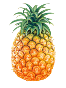 High Resolution Pineapple Png
