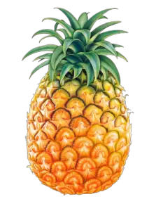 High Resolution Pineapple Png