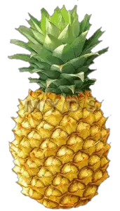 Free Pineapple PNG Image